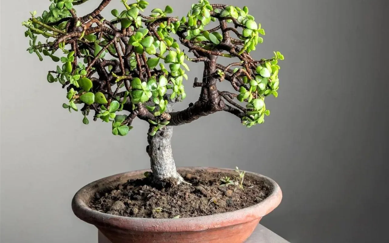allerta albero di giada