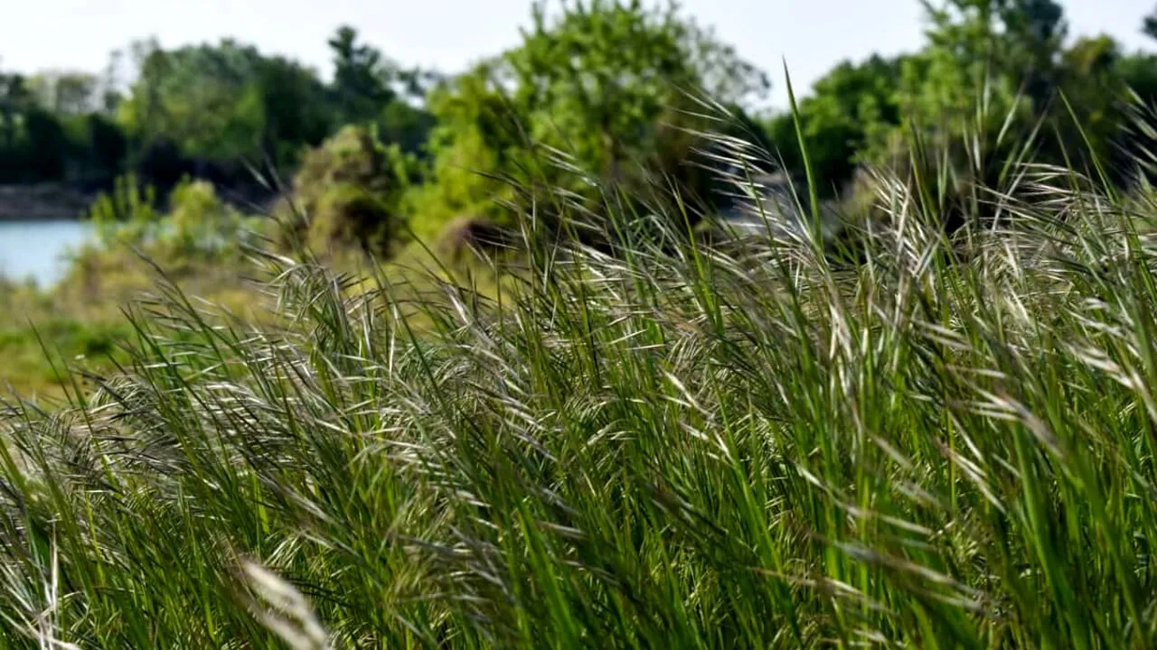 come eliminare le erbacce dal giardino