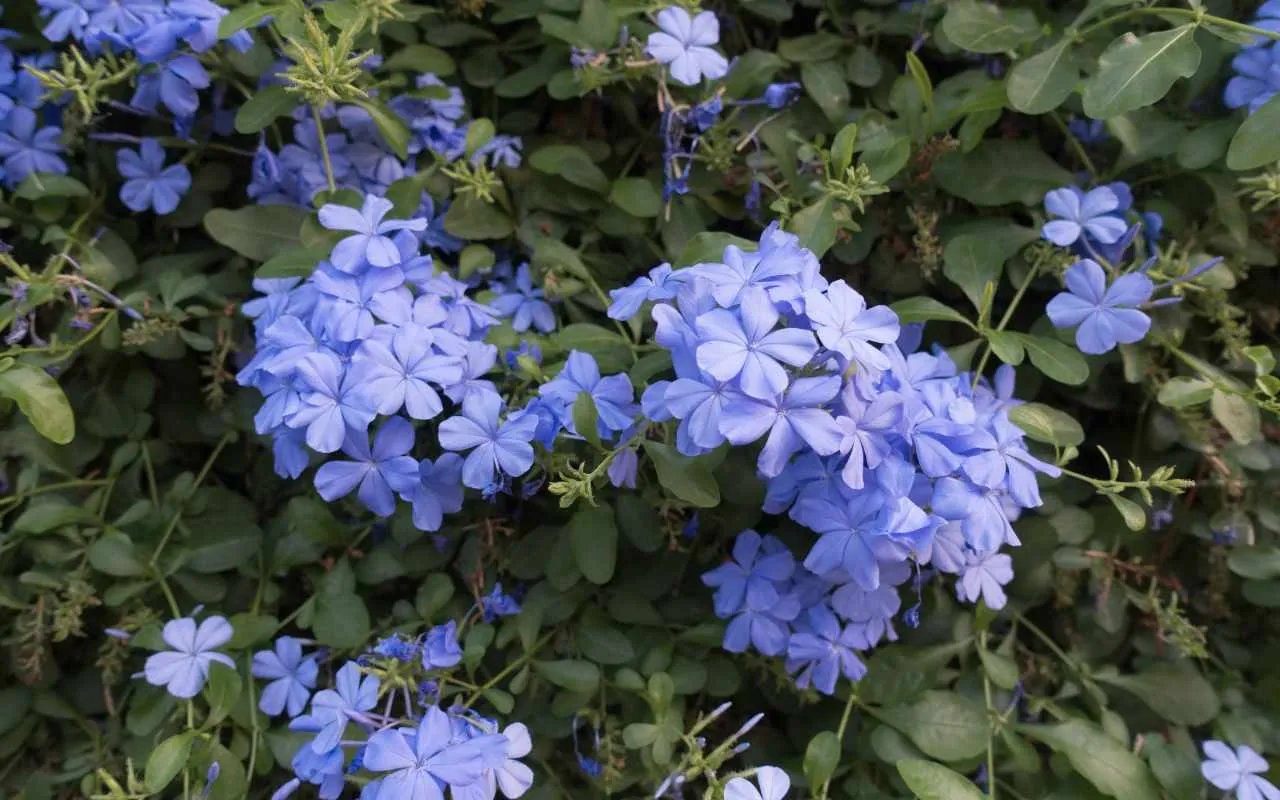 come si coltiva il plumbago