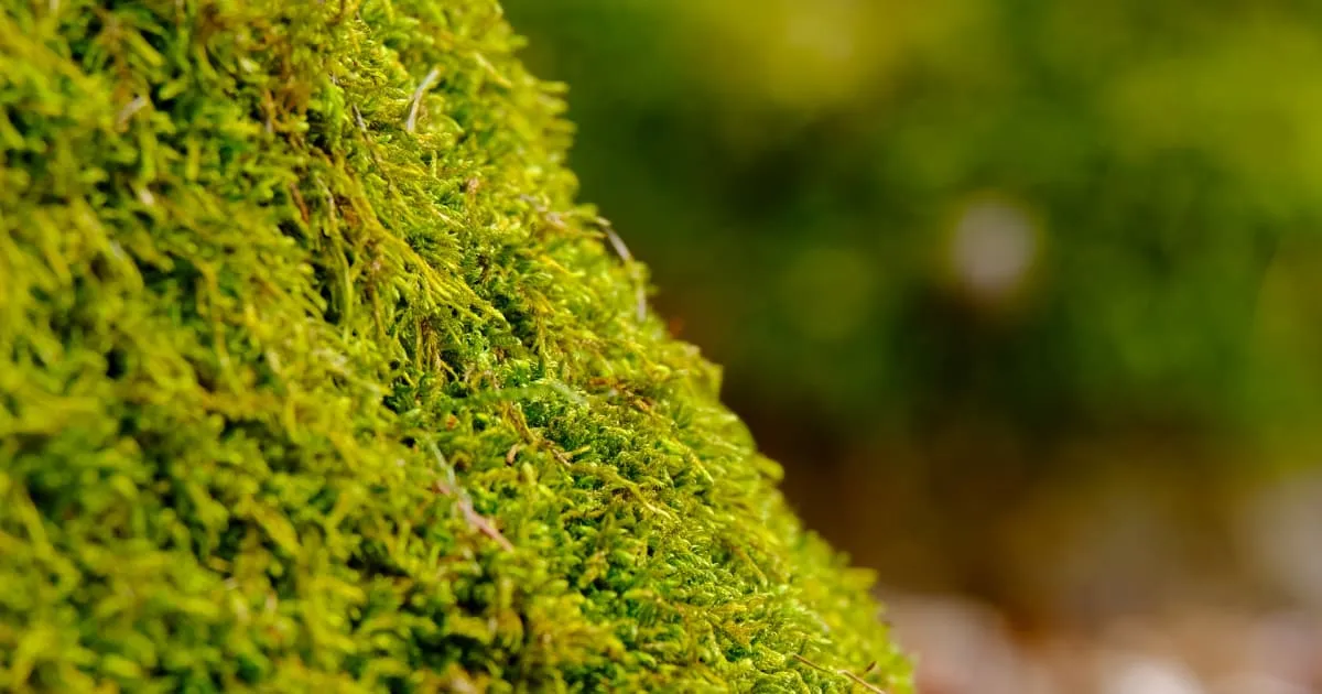 crea un giardino di muschio