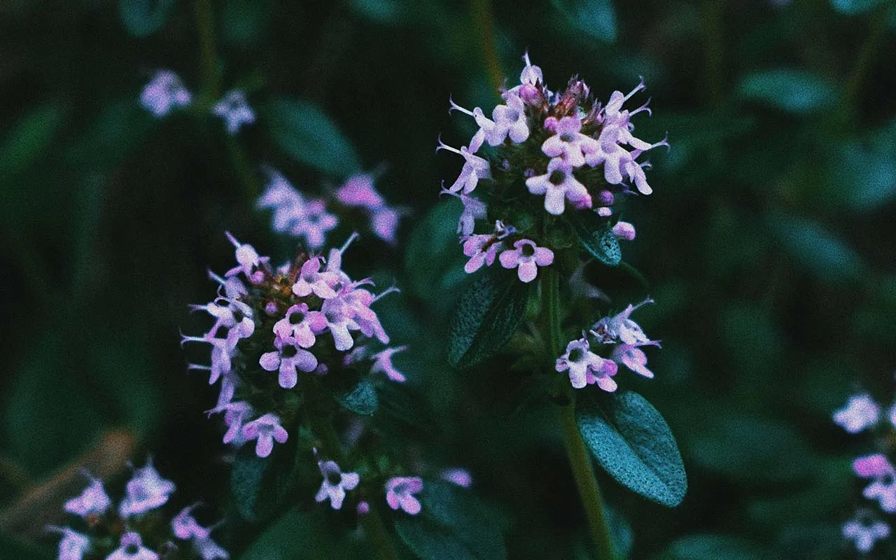 come fare il deodorante per ambienti con erbe aromatiche